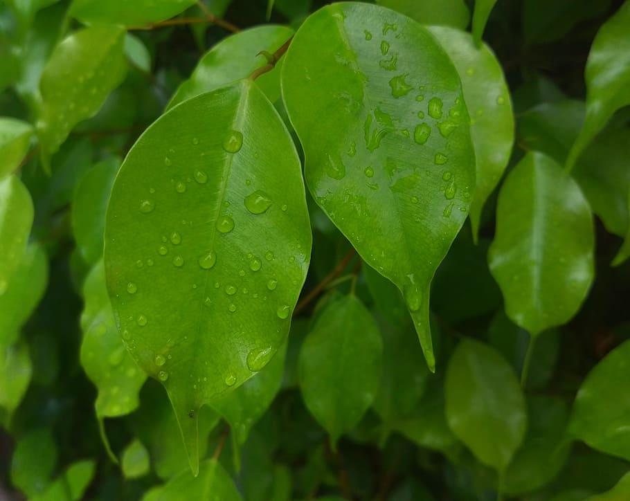 leaf, leaves, water, droplets, rain, green, lush, plant part HD wallpaper