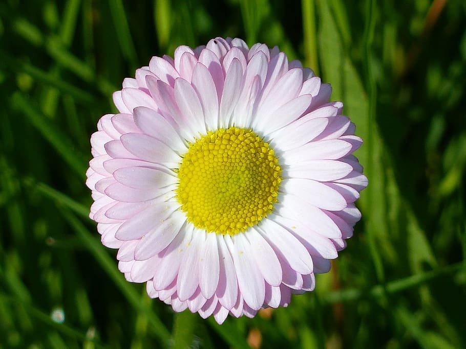 daisy, flower, spring, colors, green, grass, flowering plant HD wallpaper