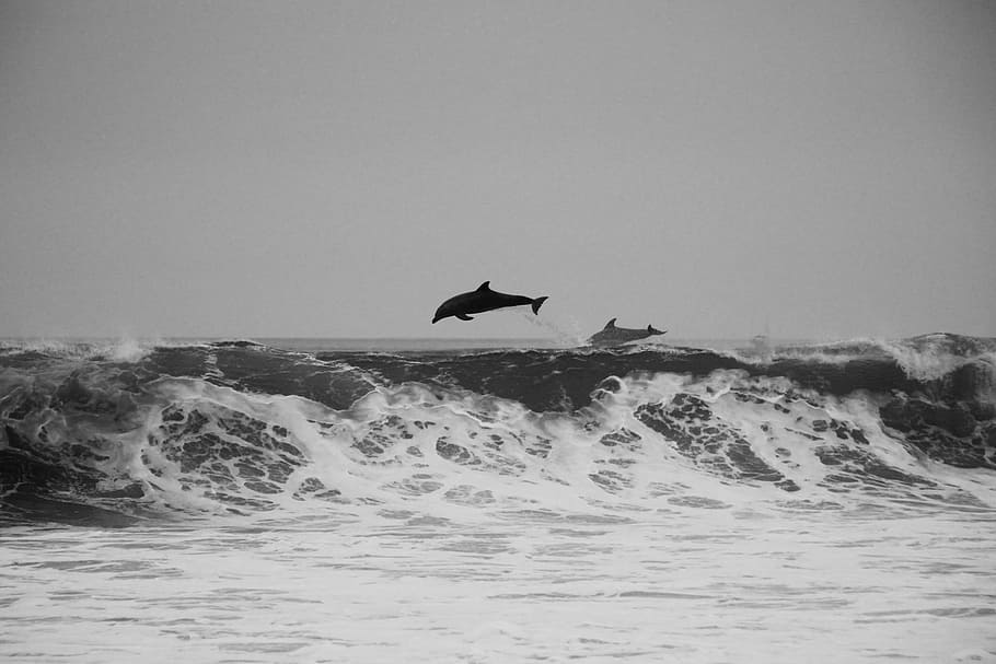 grayscale photography of dolphin surfing on wave, animals, mammals HD wallpaper