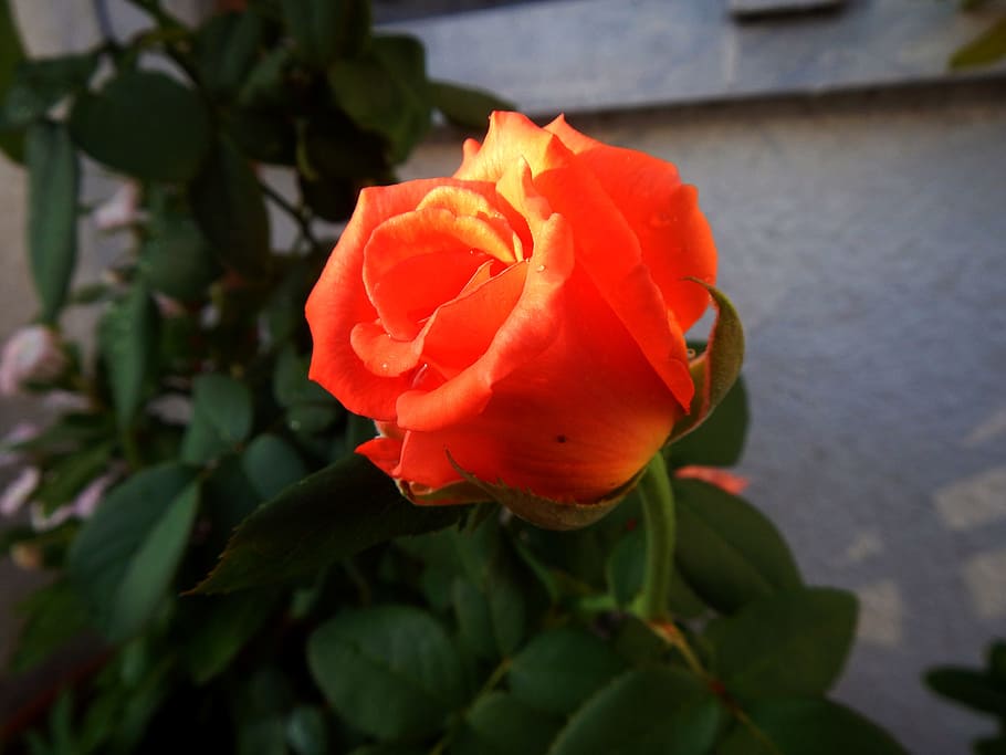 rosa, garden, spring, pink, beauty, bud of flower, flowers HD wallpaper