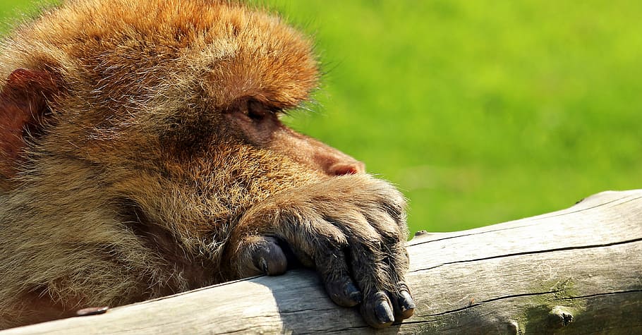 close-up photo of brown monkey holding on dry tree branch, barbary ape HD wallpaper
