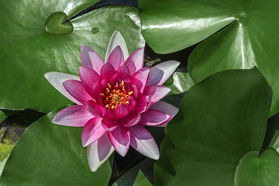 Water Lilies, Lotus, Aquatic Plants, medicinal plants, green