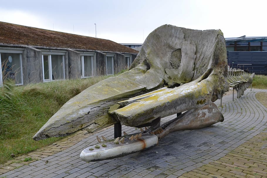 museum, bone, skull, texel, ecomare, sperm whale, animal, sculpture HD wallpaper