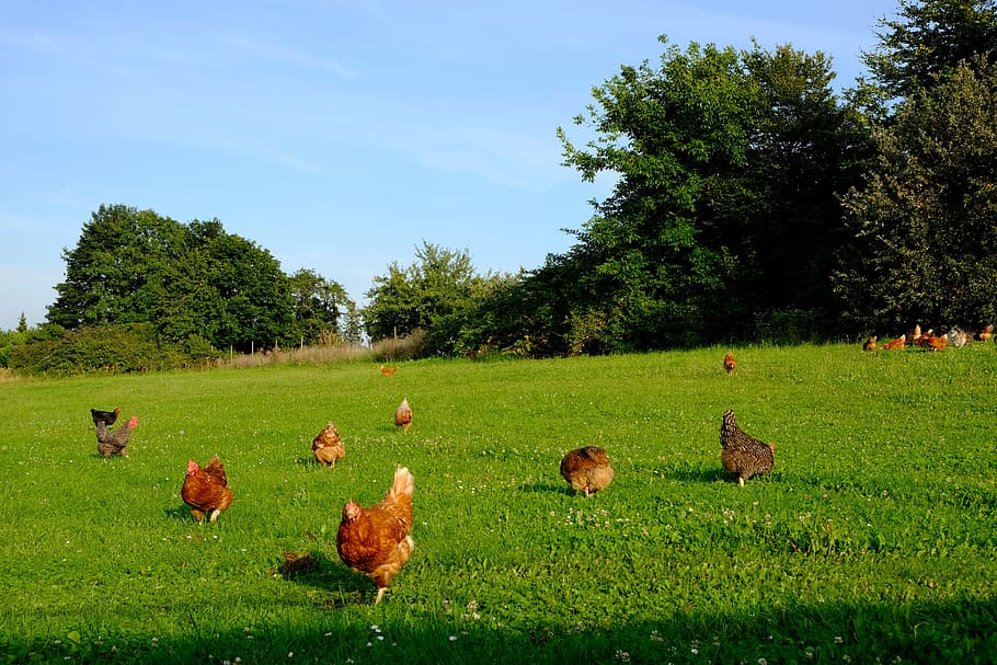 flock of brown chicken in grass field, chickens, poultry, animal