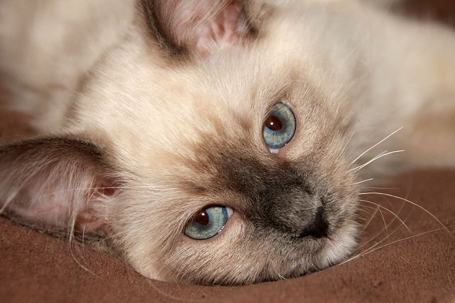 ragdoll, blue eye, cat, kitten, cuddly, dreams, thoroughbred, HD wallpaper
