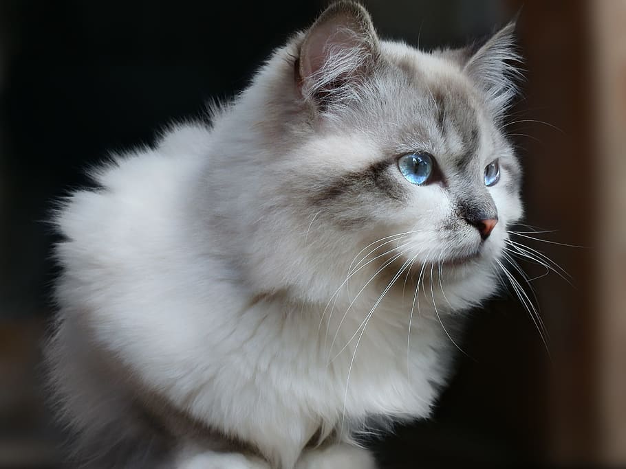 closeup photo of Siberian cat, attention, pusic, domestic, pets HD wallpaper