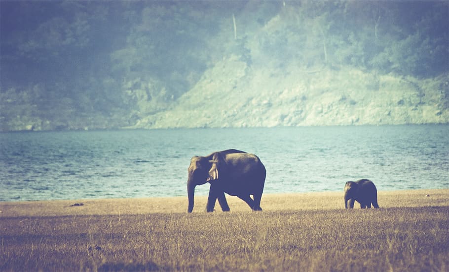elephants, animals, grass, field, lake, animal themes, mammal HD wallpaper