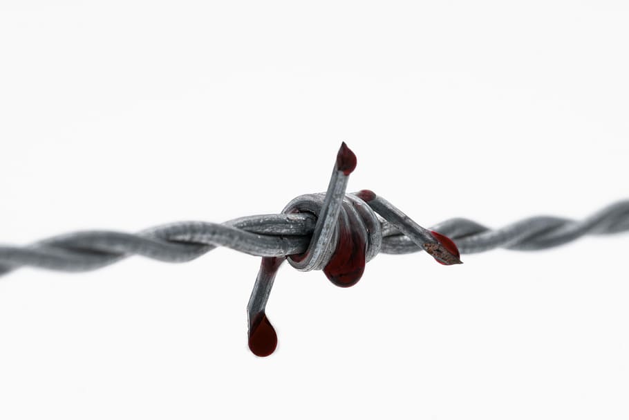 barbed wire, blood, bloody, injury, fence, demarcation, security