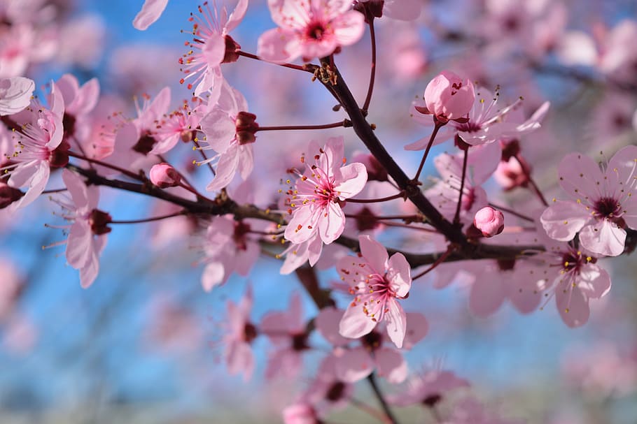 close-up photography of pink petaled flowers, pesco, rosa, spring HD wallpaper