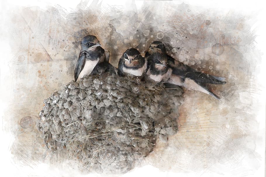 swallows, chicks, jack, birds, feathered race, summer, baby swallows HD wallpaper