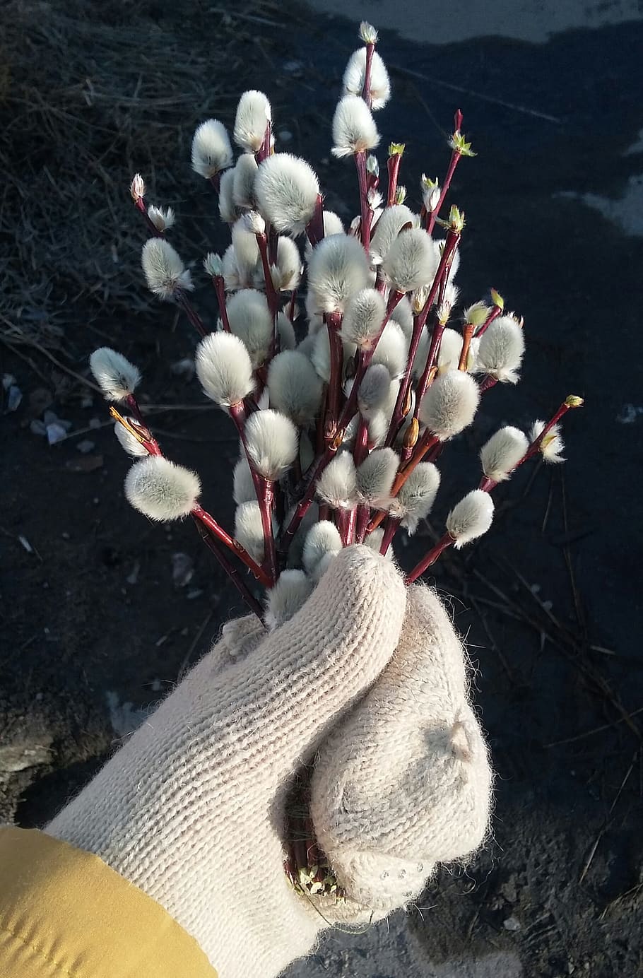 spring, verba, easter, branch, kidney, plant, nature, willow blooms HD wallpaper