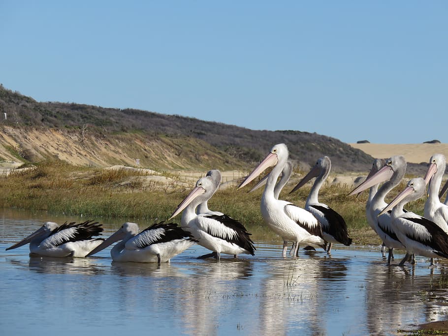 Pelikan, Fraser Island, Australia, downunder, beach, bird, pelican, HD wallpaper