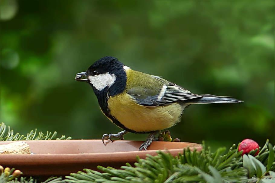 focus photo of green-backed tit bird perching on brown bird feeder HD wallpaper
