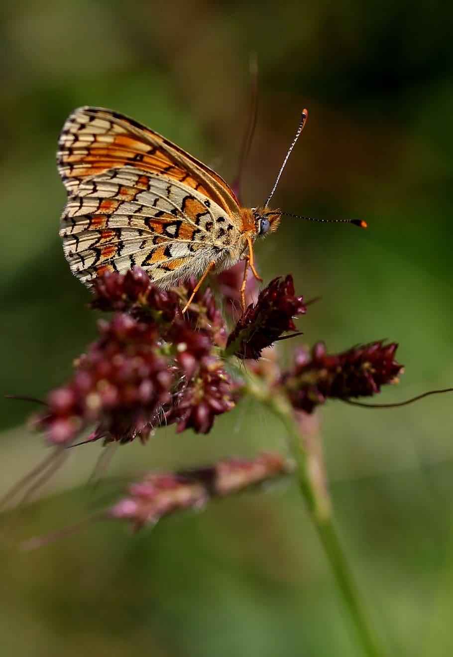 butterfly, coloring, wings, red, brown, stripes, invertebrate HD wallpaper