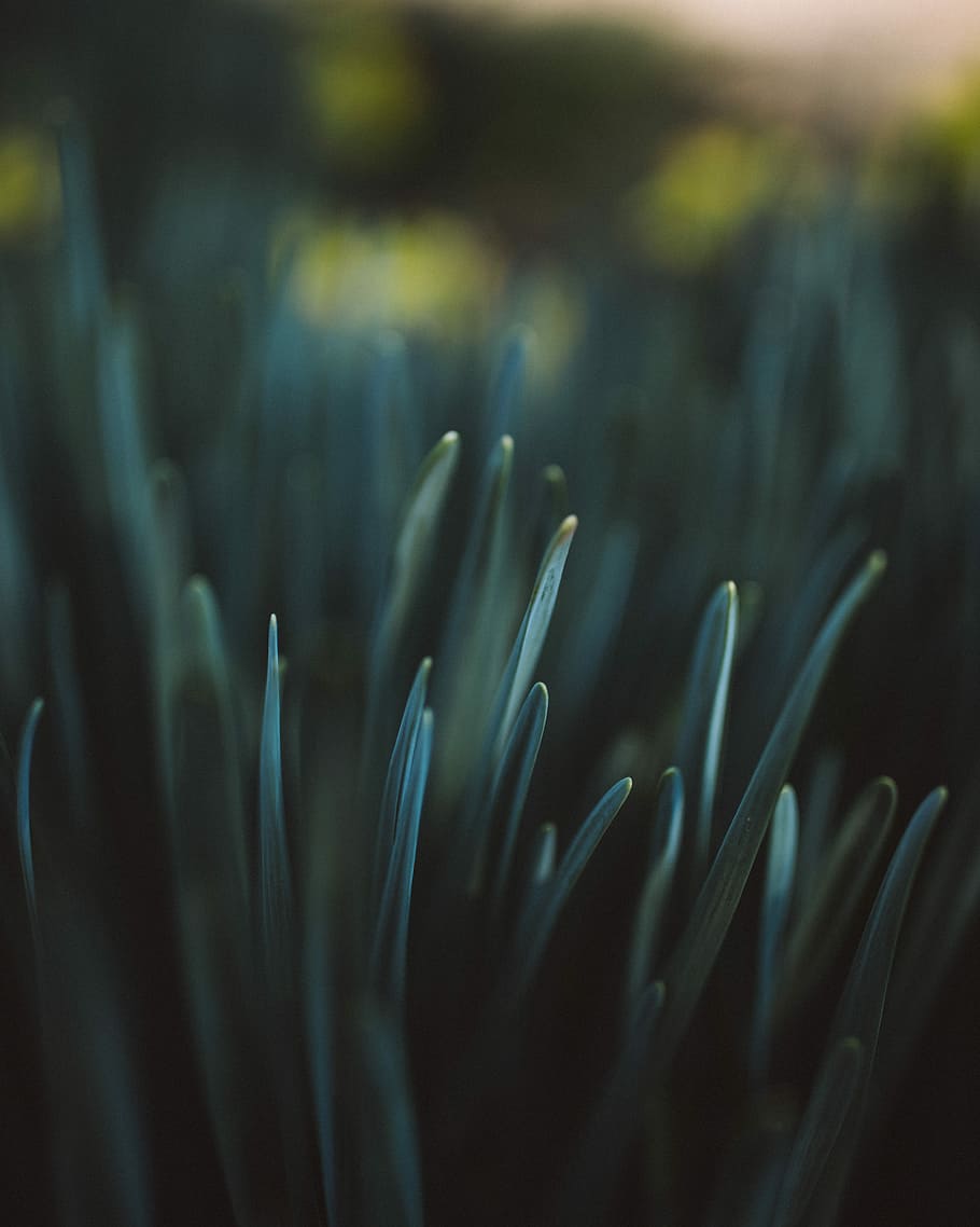 macro photography of leaf, untitled, grass, nature, dark, shallow depth of field HD wallpaper