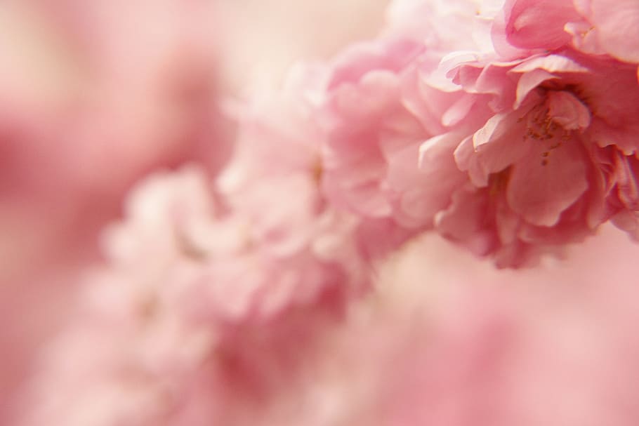 Spring, Flower, Pink, pink color, backgrounds, softness, blossom HD wallpaper