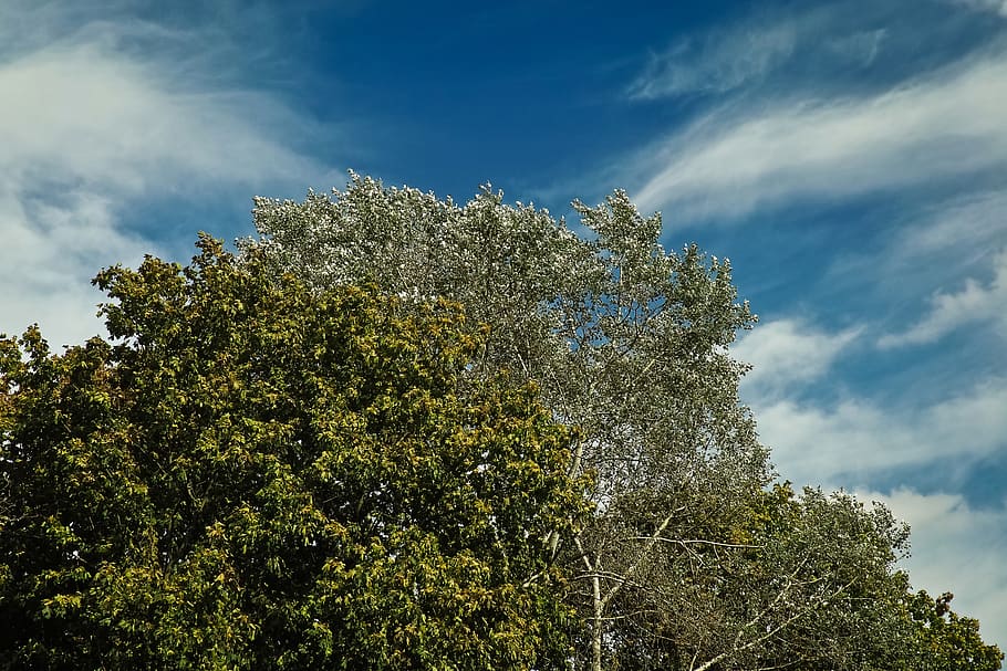 trees, forest, nature, landscape, clouds, sky, forests, old tree HD wallpaper