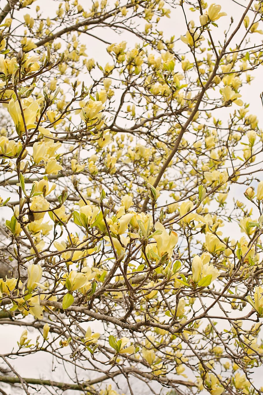 magnolia, tree, flowers, blooms, blossoms, yellow, goldfinch magnolia, HD wallpaper