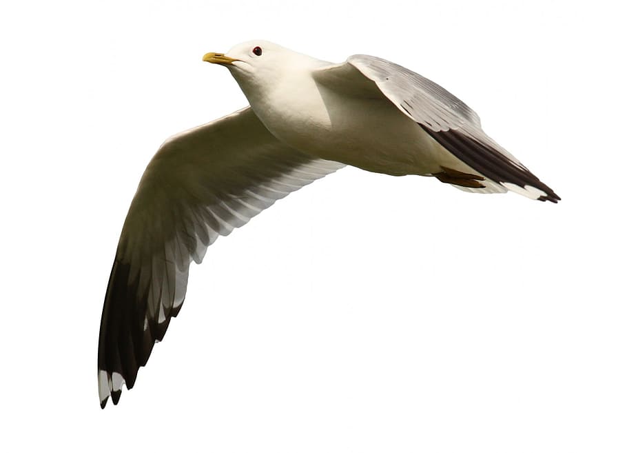 close up photo of a flying Seagull, seagulls, birds, flight, water birds, HD wallpaper
