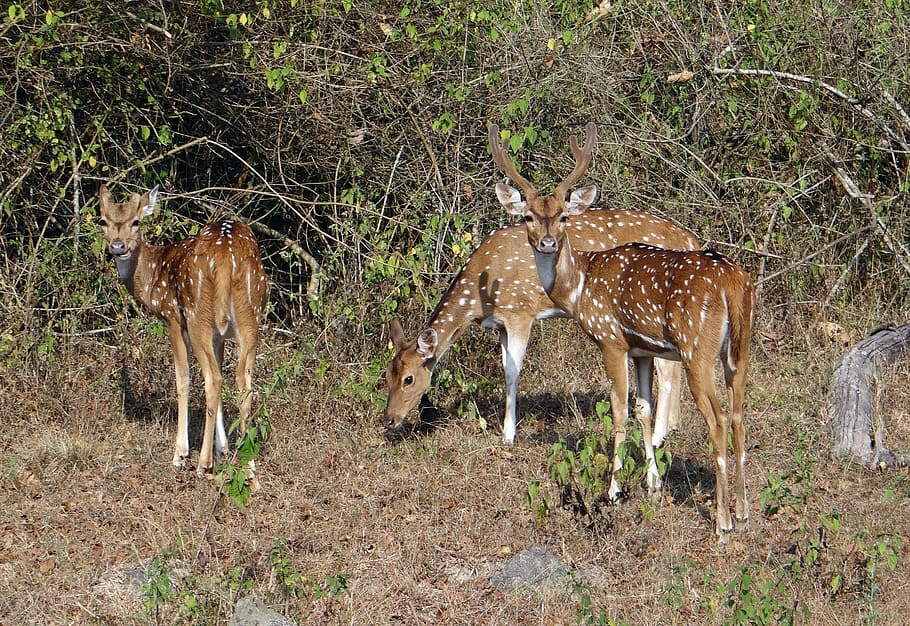 Deer fawns 1080P, 2K, 4K, 5K HD wallpapers free download | Wallpaper Flare