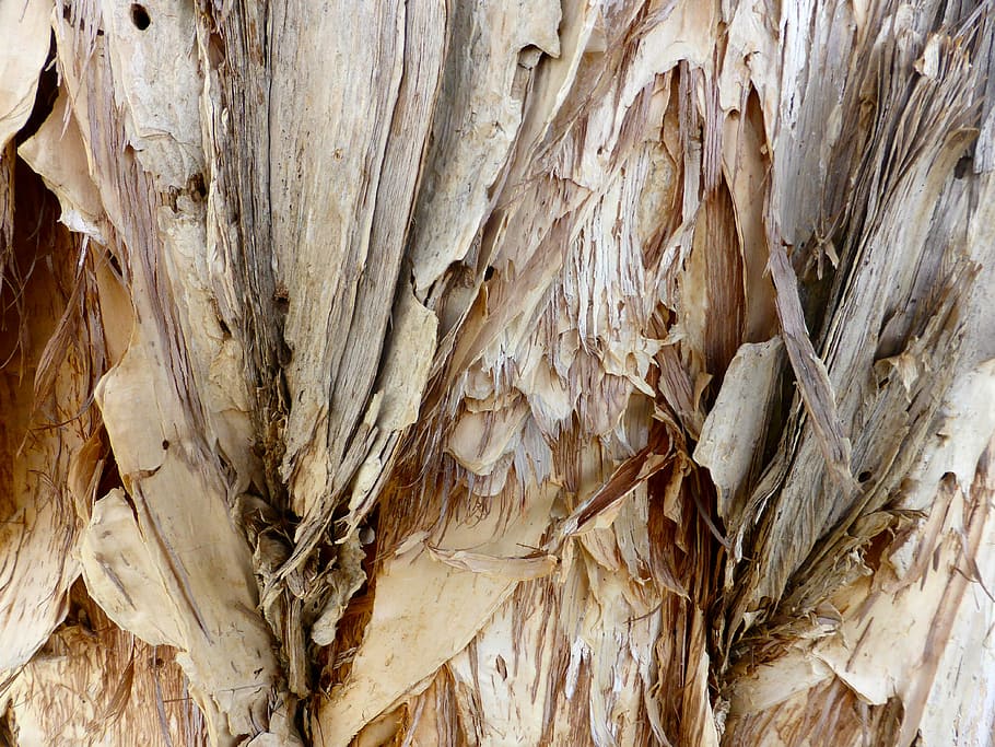 Bark, Paper, Texture, Pattern, paper bark, rough, surface, closeup HD wallpaper