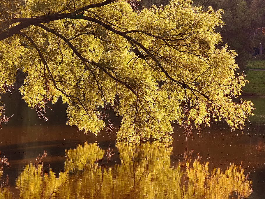 wood, nature, reflection, tree, lake, water, plant, tranquility HD wallpaper
