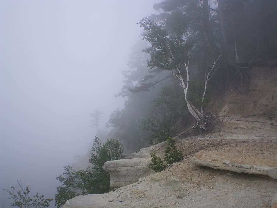 Mist, Tree, Rock, cliff, nature, forest, landscape, fog, scenics HD wallpaper