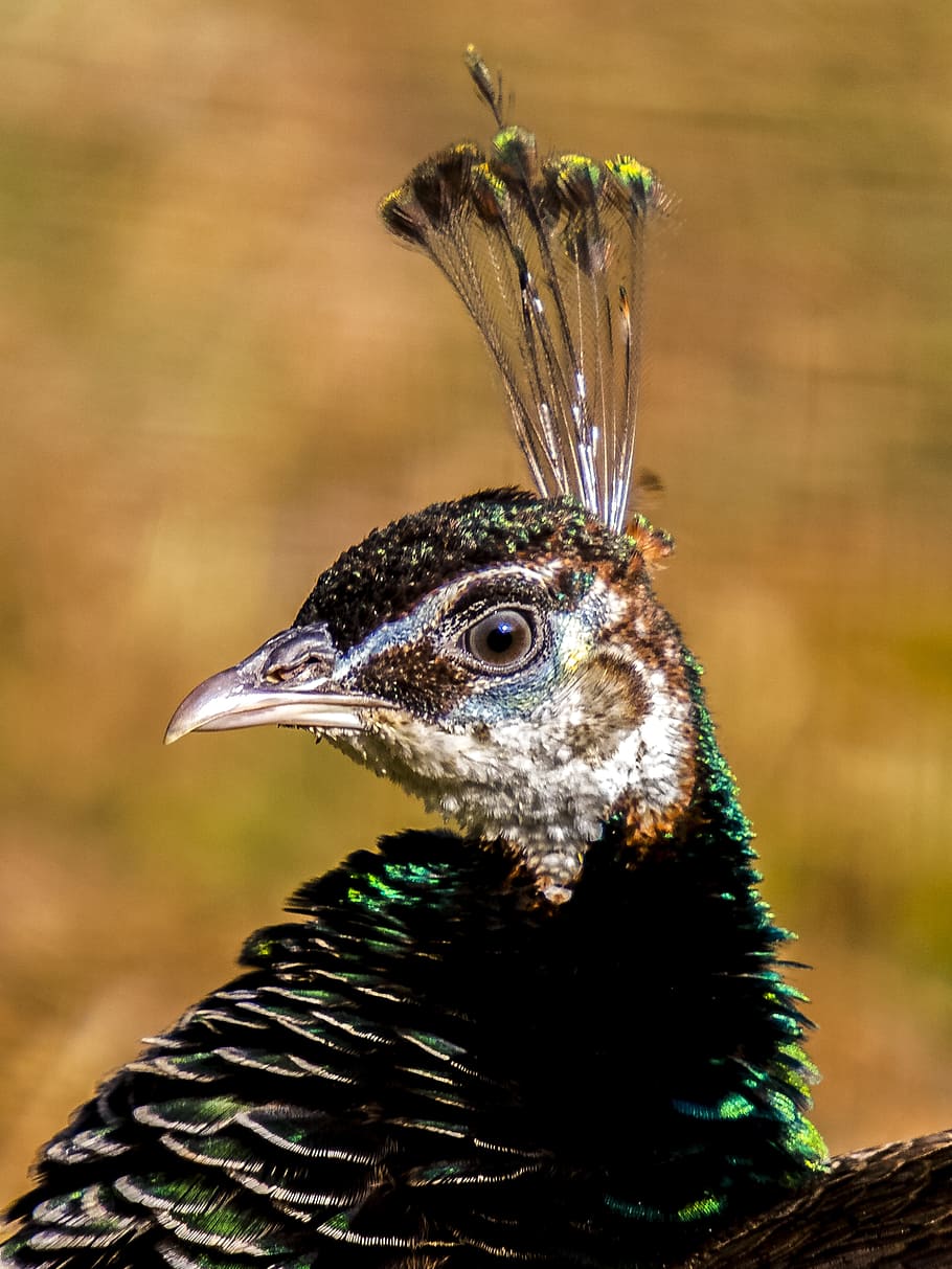 Peacock, Flightless Bird, Nature, animal, feather, wildlife HD wallpaper