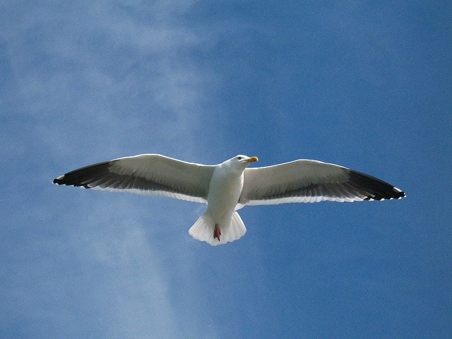 low angle photography white bird on sky, gull, seagull, flying HD wallpaper