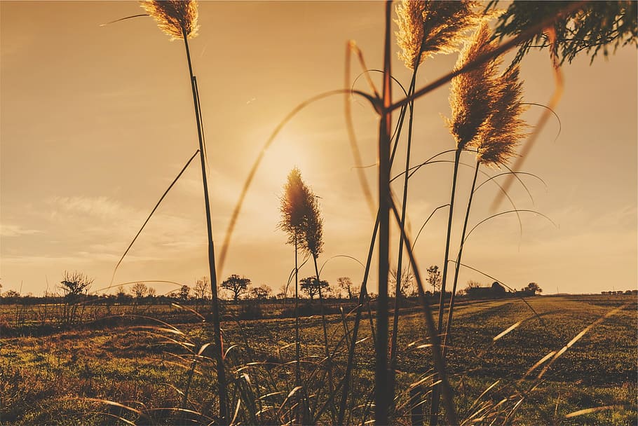 sunset, plants, fields, rural, country, sky, beauty in nature HD wallpaper