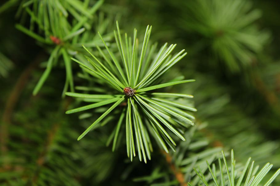 closeup photo of green leaves, christmas tree, conifer, needles HD wallpaper