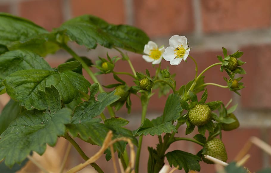 strawberry plant, strawberry flower, immature, garden, macro, HD wallpaper