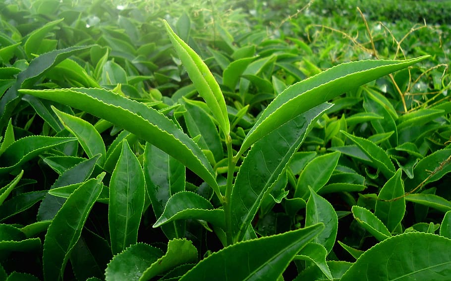 green leaf plant, nature, tea, kerala, india, agriculture, green Color