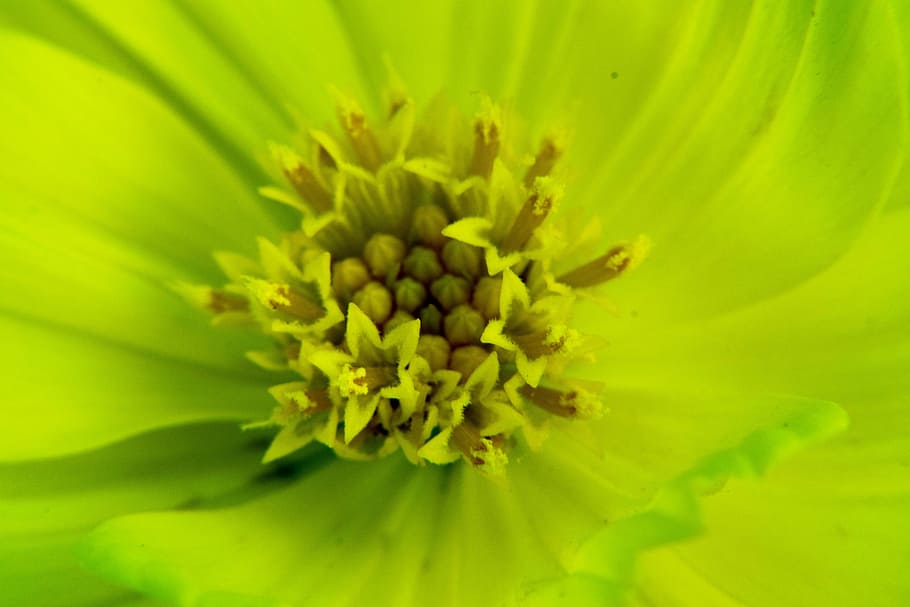 background, macro, websites, colorful backgrounds, green color HD wallpaper