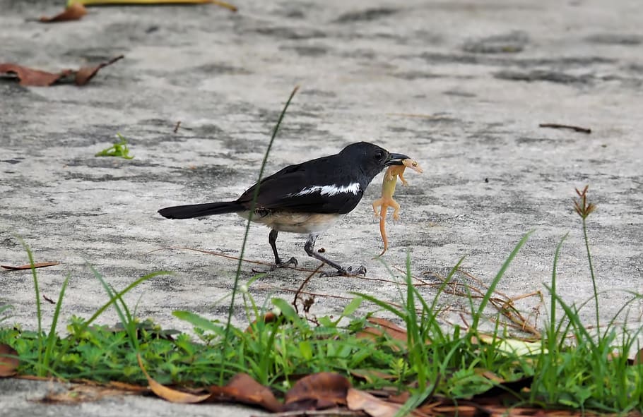 magpie robin male, bird, wildlife, nature, outdoors, animal