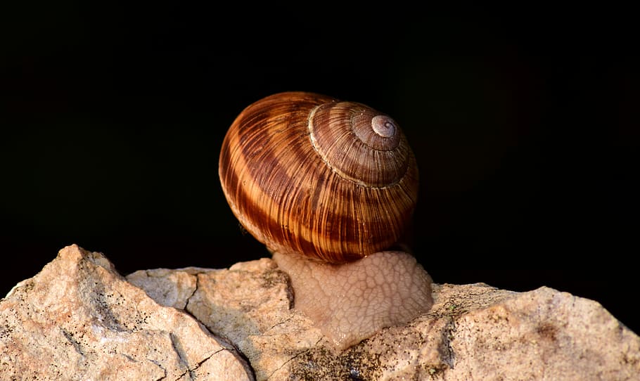 Snail, Shell, Nature, Close, Snail Shell, spiral, molluscs, HD wallpaper