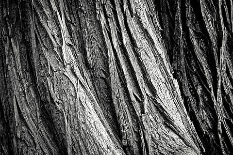 closeup photo of gray tree trunk, tree bark, log, nature, tribe HD wallpaper