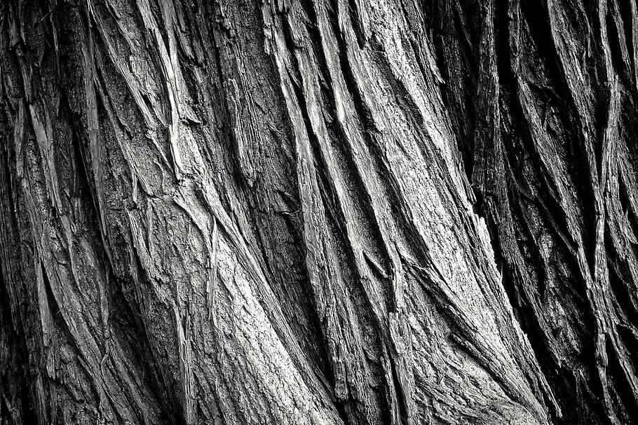closeup photo of gray tree trunk, tree bark, log, nature, tribe HD wallpaper