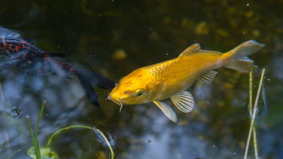 yellow koi fish, pond, water, japanese, water surface, mirroring