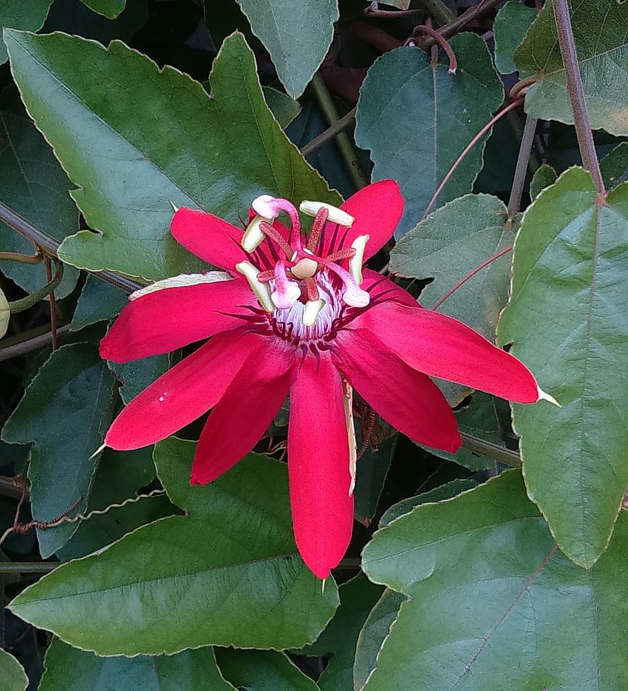 flower, red passion flower, passiflora miniata, macro, bloom, HD wallpaper