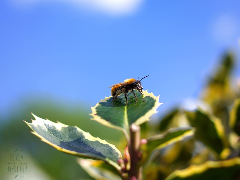 bee, leaf, nature, leaves, blossom, bloom, insect, summer, green HD wallpaper