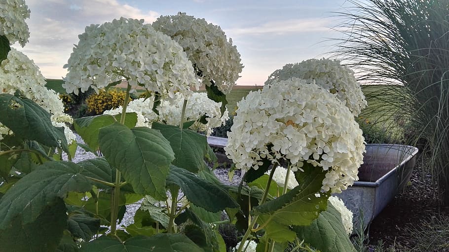 hydrangea, rispenhortsensie, grass, outlook, zinc tub, panorama HD wallpaper