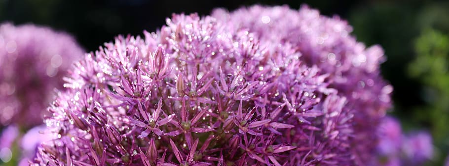 purple allium flowers close-up photography, blossom, bloom HD wallpaper