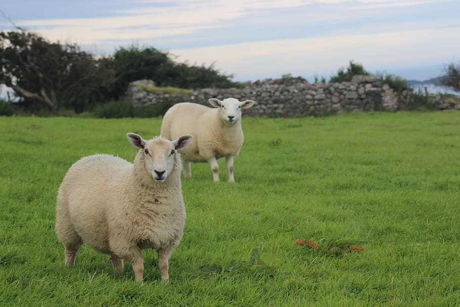 wildlife photo of lambs on grass field, sheep, hillside, scenic