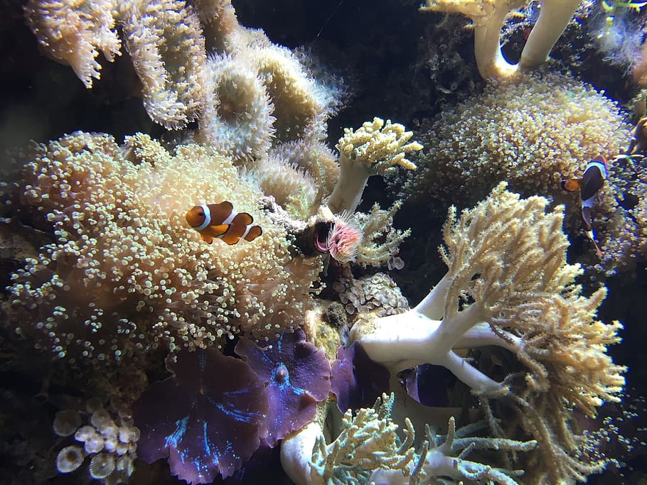 clown fish on sea anemone, tropical, reef, aquarium, coral HD wallpaper