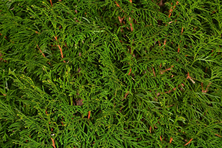 thujene, cypress, background, vegetation, plant, green, green goods HD wallpaper