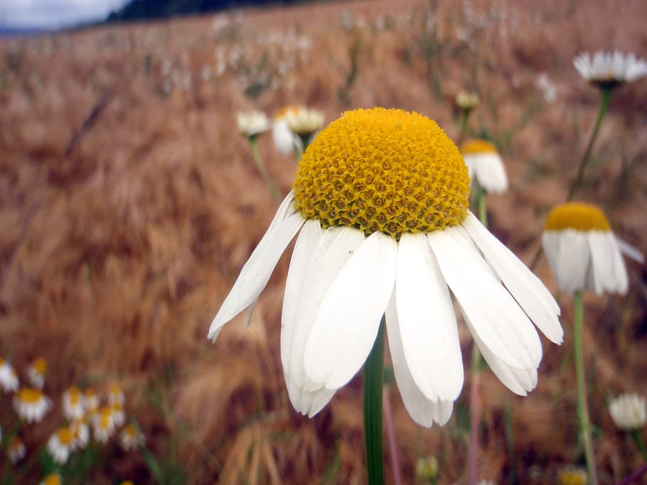 chamomile, flower, field, blossom, bloom, composites, white HD wallpaper