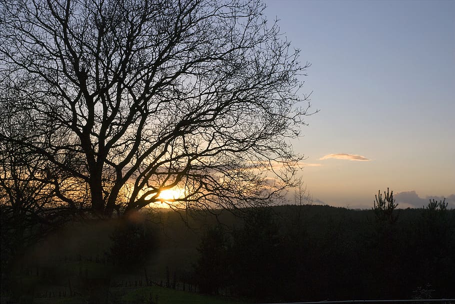 sunset, tree, landscape, countryside, silhouette, nature, outdoors HD wallpaper