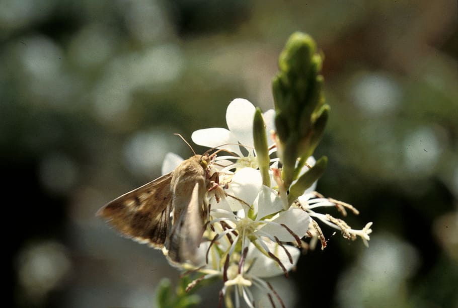 Adult corn earworm - Helicoverpa zea, bug, flower, photos, insect HD wallpaper