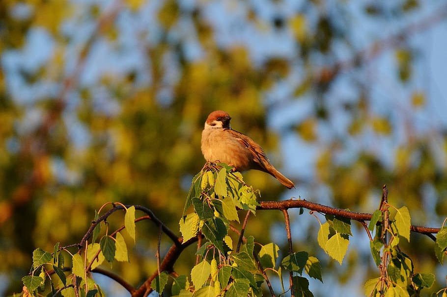 Sparrow, Bird, Feather, Sperling, Nature, plumage, animal, wing HD wallpaper